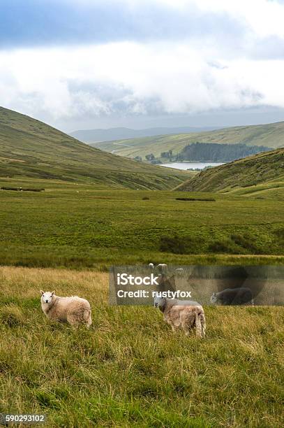 Mountain Landscape With Sheeps Brecon Beacons South Wales Uk-foton och fler bilder på Brecon Beacons