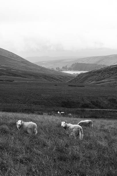 istock Mountain Landscape with Sheeps, Brecon Beacons, South Wales, UK 590293168