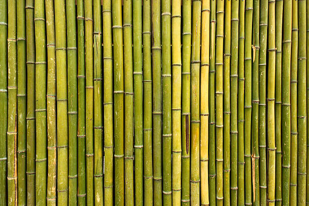 istock Old scratched green yellow bamboo fence background 590294620