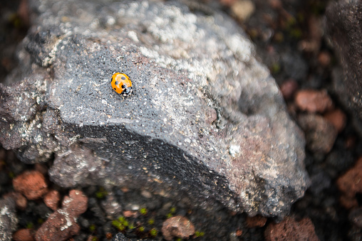 Ladybug on a rock on the slopes of Tolbachik Volcano, Kamchatka, Russia