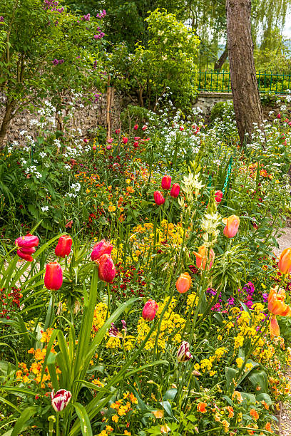 istock Mixed flowers in the garden 590299048