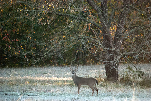istock Winter in the South 590300588