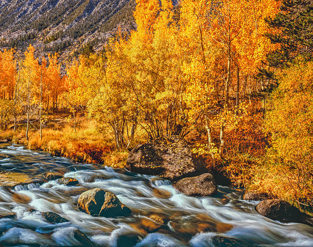 istock Autumn Aspen Sierra Nevada Mountains with stream, California 590301564