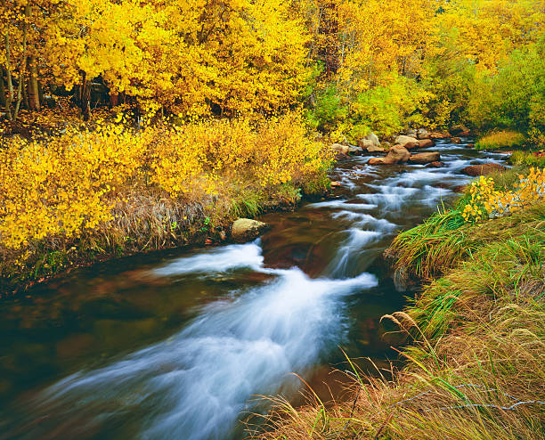 istock Peak Autumn Aspen Trees Line Creek Near Bishop, CA 590301600
