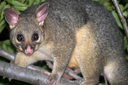 The cute and inquisitive - but mostly shy - Australian Common Brushtail Possum (Trichosurus vulpecula - Latin and Greek for furry-tailed little fox), with its distinctive bushy tail and pointy ears, is a native, nocturnal marsupial, and the most widely distributed species of large possums in Australia.