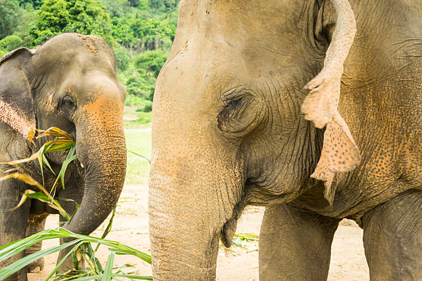 istock Asian Elephants Eating In Thailand Sanctuary 590302316