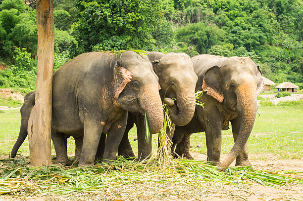 drei asiatische elefanten essen in thailand heiligtum - naturpark stock-fotos und bilder