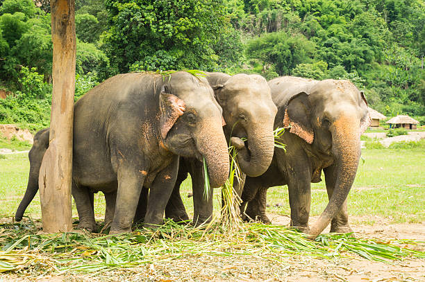 Three Asian Elephants Eating In Thailand Sanctuary Three Asian elephants eating at a sanctuary in Chiangmai, Thailand. nature park stock pictures, royalty-free photos & images