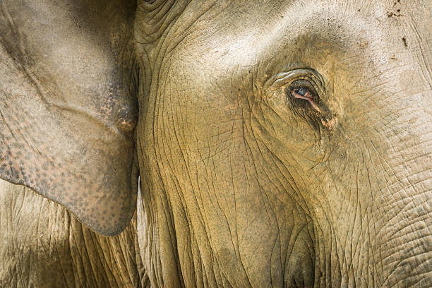 Asian Elephant Face Closeup In Thailand Sanctuary stock photo