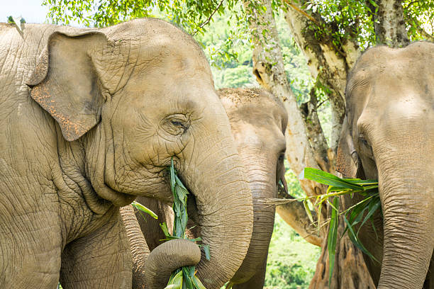 drei glückliche asiatische elefanten essen - naturpark stock-fotos und bilder