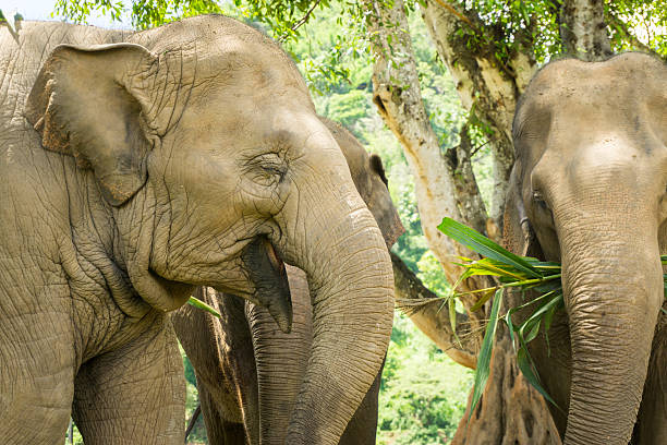 istock Happy Asian Elephants Eating 590302510