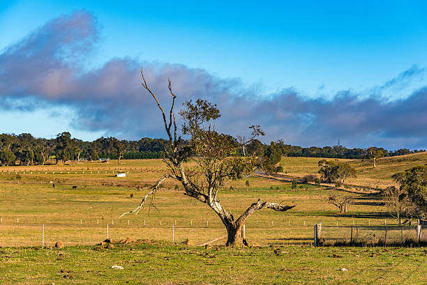 istock Rural Australian landscape 590302924