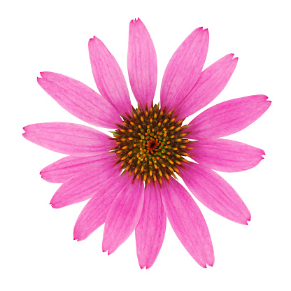 Echinacea Flower isolated on white