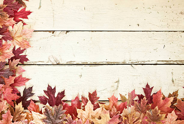 istock Autumn Fall Maple Leaves Border on Old White Wood Background 590303844