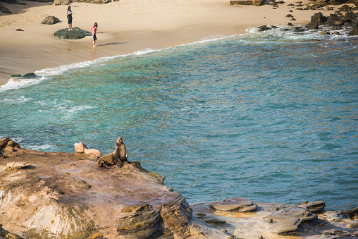 San Diego, USA - December 7,2015: One seal sunbathing on cliff at La Jolla cove with people standing on the beach
