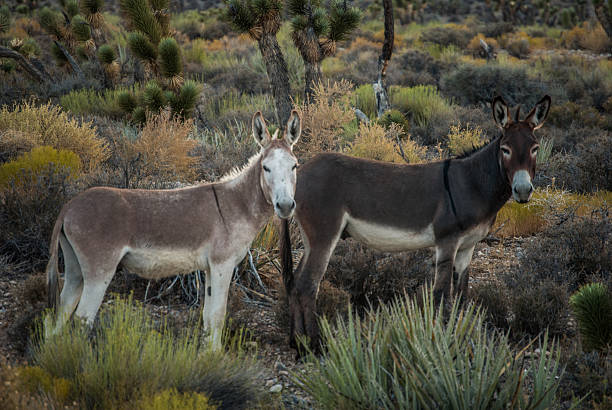 istock Wild burros in Nevada mountains 590304198