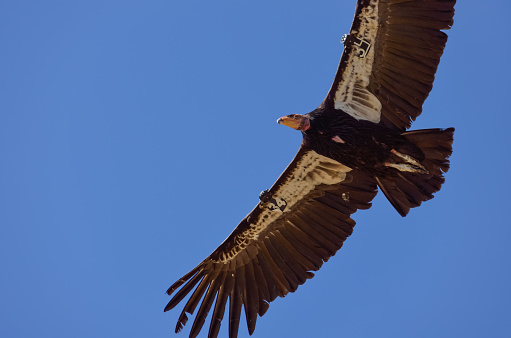 American Condor spotted above Route 1 (SR 1) near Big Sur, California, USA. A rare and endangered species of birds. A number tag and a GPS tracking devices are attached to wings of every known bird in the US.