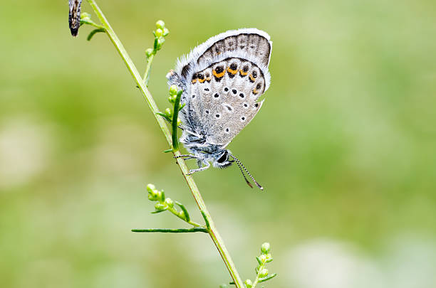 istock macro butterfly resting on flower, butterfly sucking nectar 590579692
