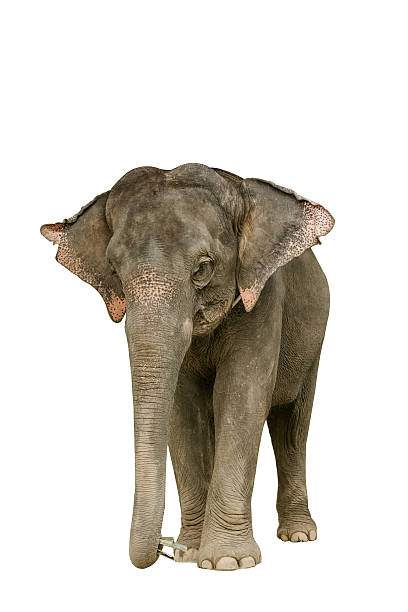 istock Asia elephant on isolated white background 590581132