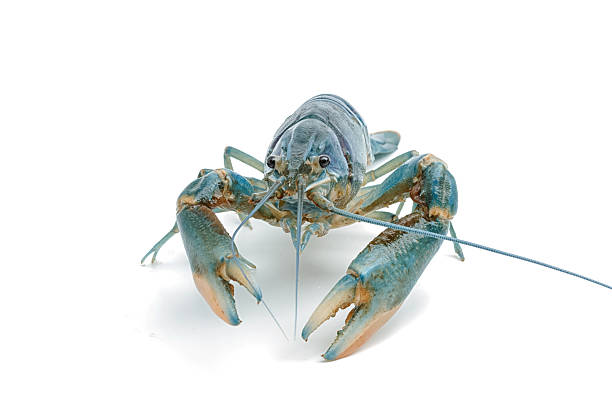 istock Blue crayfish - Fresh water Lobster on white background 590581476
