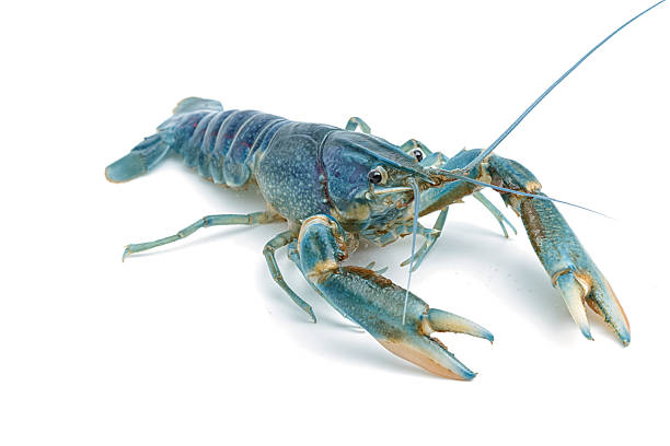 istock Blue crayfish - Fresh water Lobster on white background 590581500