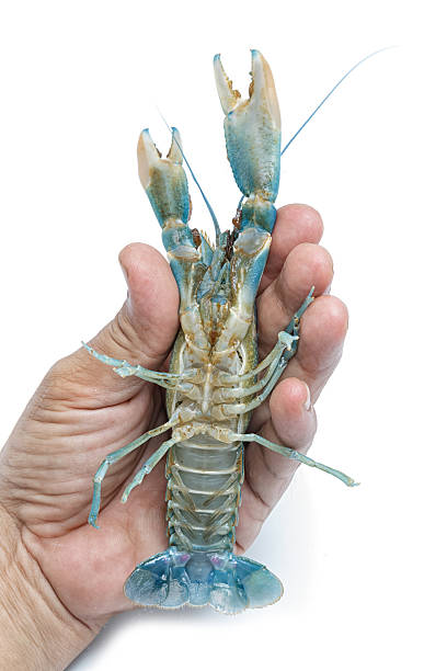 istock Blue crayfish ,Live lobster in hand on white background 590581636