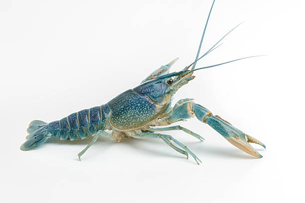 istock Blue crayfish - Fresh water Lobster on white background 590581674