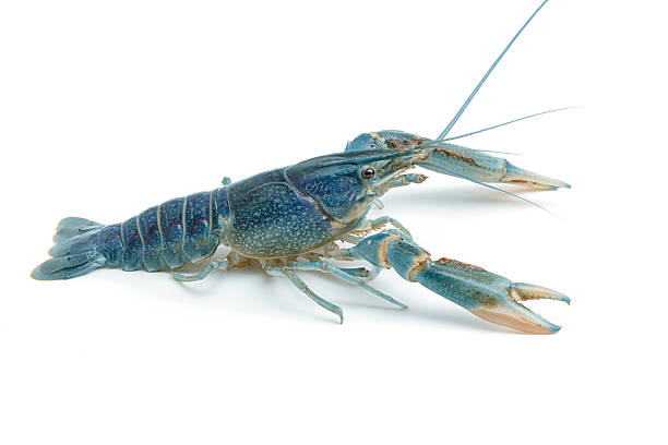 istock Blue crayfish - Fresh water Lobster on white background 590581686