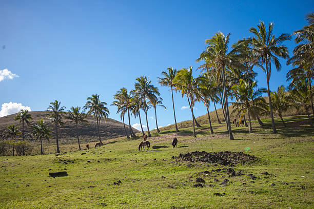istock Palm trees and horses in Easter Island 590581898