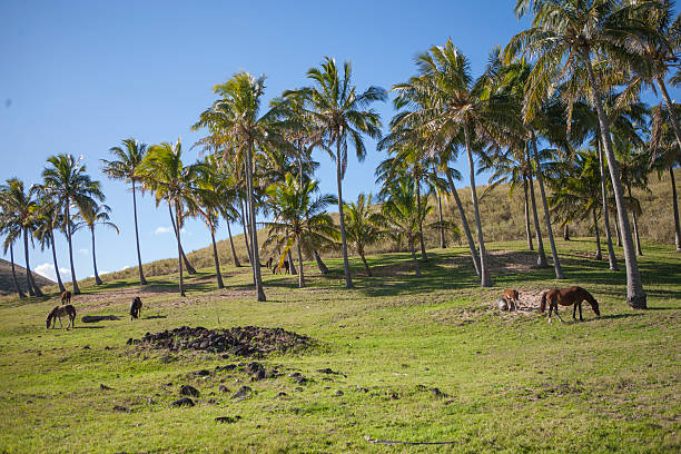 istock Palm trees and horses in Easter Island 590582204