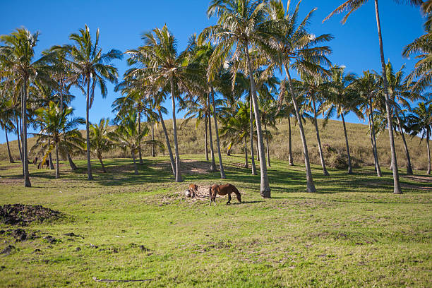 istock Palm trees and horses in Easter Island 590582500