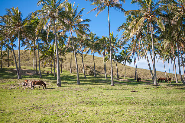 istock Palm trees and horses in Easter Island 590582774