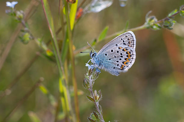 istock macro butterfly resting on flower, butterfly sucking nectar 590582966