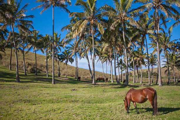 istock Palm trees and horses in Easter Island 590583150