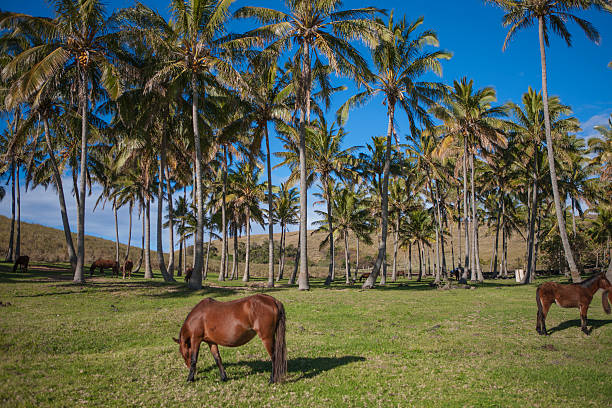 istock Palm trees and horses in Easter Island 590583452
