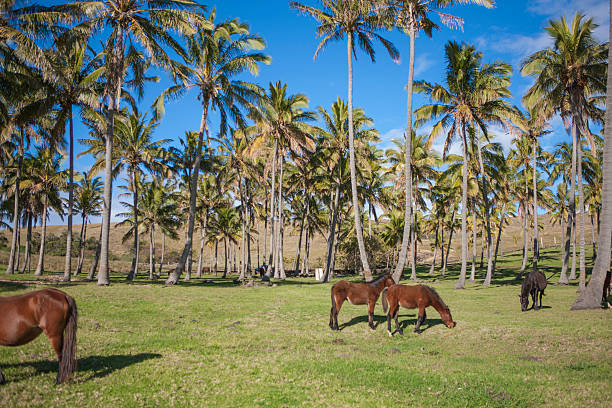 istock Palm trees and horses in Easter Island 590583656