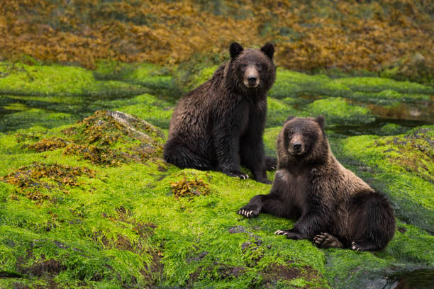 istock Two grizzly cubs sit in a green rainforest 590586256