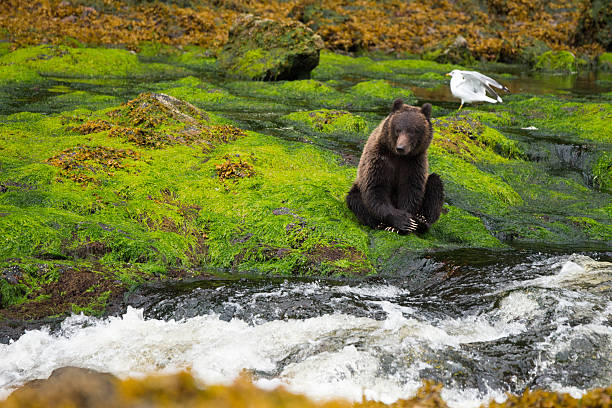 A timid yearling grizzly coastal brown bear cub sits alone hugging itself on a mossy riverbank after fishing for salmon in a lush green rainforest on Chichagof Island, Juneau, Alaska, USA