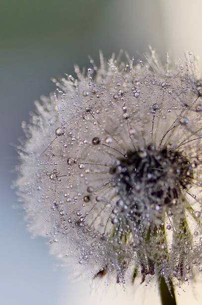 istock Closeup of droplet fluffy seeds dandelion 590586782