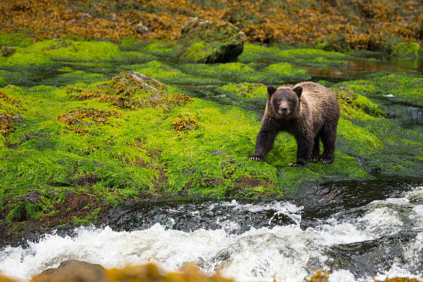 istock Large yearling grizzly cub in Alaska rainforest 590586992