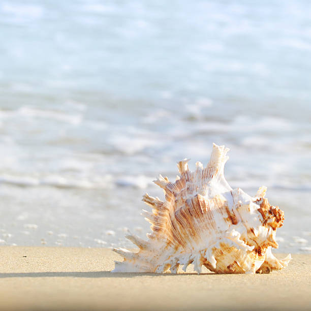 istock Big seashell on the sand on the beach 590587226