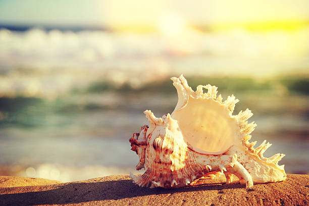 istock Big seashell on the sand on the beach 590587374