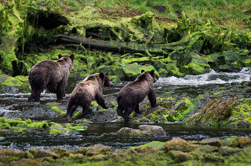 A mama grizzly coastal brown bear and her two yearling cubs look for coho salmon as the three bears walk over mossy rocks in a stream in a lush green rainforest on Chichagof Island, Juneau, Alaska, USA