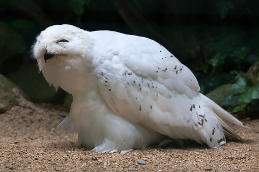 Snowy owl (Bubo scandiacus). Wildlife bird.
