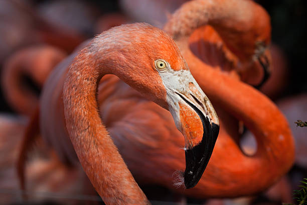 istock Caribbean flamingo (Phoenicopterus ruber) 590589432