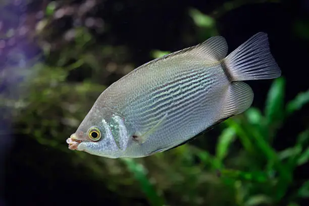 Kissing gourami (Helostoma temminckii), also known as the kissing fish. Wildlife animal.