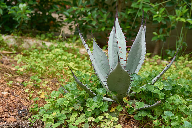 istock Agave plant in the garden 590590120