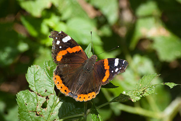 istock macro butterfly resting on flower, butterfly sucking nectar 590591146