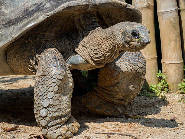 istock The very big turtle walking on the sand 590591196