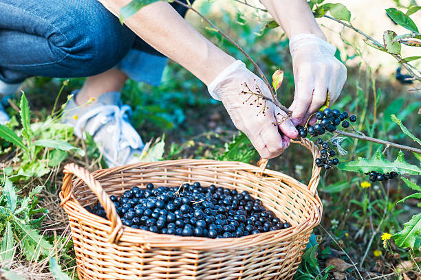 udana starsza kobieta z kapeluszem na polu - planting clothing gray hair human age zdjęcia i obrazy z banku zdjęć